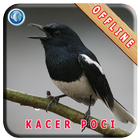 Master Kicau Kacer Poci icon