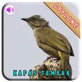 Master Kicau Kapas Tembak