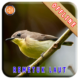 Master Kicau Remetuk Laut icon