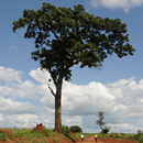 Useful Trees of East Africa APK