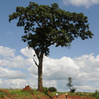 Useful Trees of East Africa icône