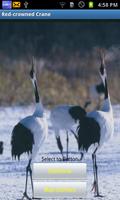 Red-crowned Crane(JP022)-poster