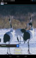 Red-crowned Crane(JP022) 스크린샷 3