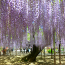 Japan:Wisteria tree(JP123) APK