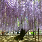 Japan:Wisteria tree(JP123) icône