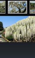 Japan:Wisteria tree(JP123) capture d'écran 1