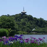 横浜三渓園の花菖蒲(JP033) biểu tượng