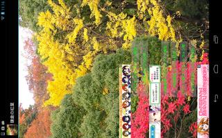 Autumn leaves of Kamakura Affiche