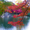 東京：小石川後楽園の紅葉(JP228) aplikacja