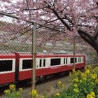神奈川県：三浦海岸桜まつり(JP242) biểu tượng