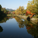 Japan :Autumn leaves of Ogura APK