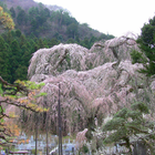 Japan:Seiunji and Sakura(JP195-icoon
