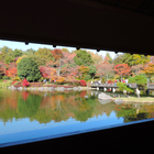 ikon 東京　昭和記念公園 紅葉(JP067)