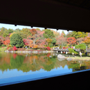 東京　昭和記念公園 紅葉(JP067) APK