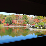 東京　昭和記念公園 紅葉(JP067) ikona