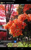 Momiji of Showa Memorial Park Affiche