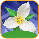 写真による植物同定 APK