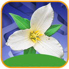 Plant identification by photo آئیکن