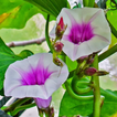 Ipomoea Batatas Wallpaper