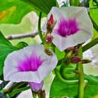 Ipomoea Batatas Wallpaper-icoon