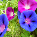 Ipomoea Wallpaper