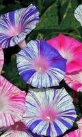 Ipomoea Wallpapers Affiche
