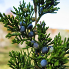 Juniperus Virginiana Wallpaper icône