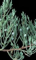 Juniperus Virginiana Wallpaper plakat