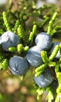 Juniperus Virginiana Wallpaper Ekran Görüntüsü 2