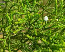 Juniperus Virginiana Wallpaper স্ক্রিনশট 3