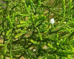 Juniperus Virginiana Wallpaper screenshot 3