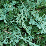 Juniperus Wallpaper-icoon