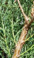 Juniperus Wallpaper ภาพหน้าจอ 2