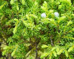 Juniperus वॉलपेपर स्क्रीनशॉट 3
