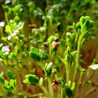 Lepidium Sativum Wallpaper-icoon