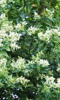 Ligustrum Wallpaper poster