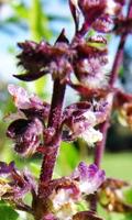 Ocimum Basilicum Wallpaper plakat