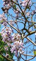 Paulownia Wallpaper Plakat