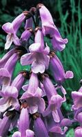 Paulownia Wallpaper ภาพหน้าจอ 2