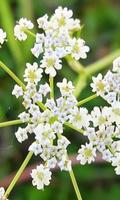 Pimpinella Anisum Wallpaper-poster