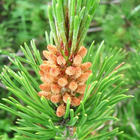 Pinus Mugo Wallpaper biểu tượng