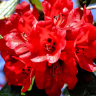 Rhododendron Wallpaper icône