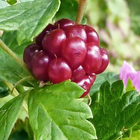 Rubus Wallpaper icône