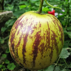 Solanum Muricatum Wallpaper biểu tượng