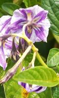 Solanum Muricatum Wallpaper imagem de tela 2