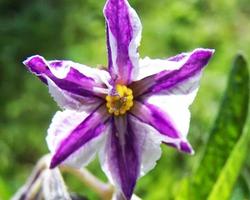 Solanum Muricatum Wallpaper captura de pantalla 3