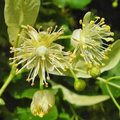 Tilia Wallpaper