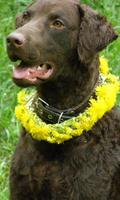 Curly Coated Retriever Jigsaw Puzzles plakat