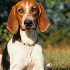 French English Hound Jigsaw Puzzles-icoon
