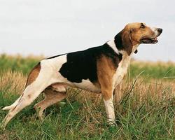 French English Hound Jigsaw Puzzles screenshot 3